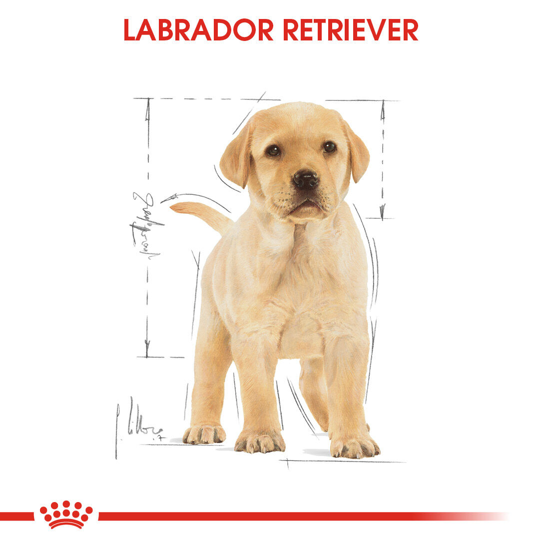 Pet circle 2025 royal canin labrador