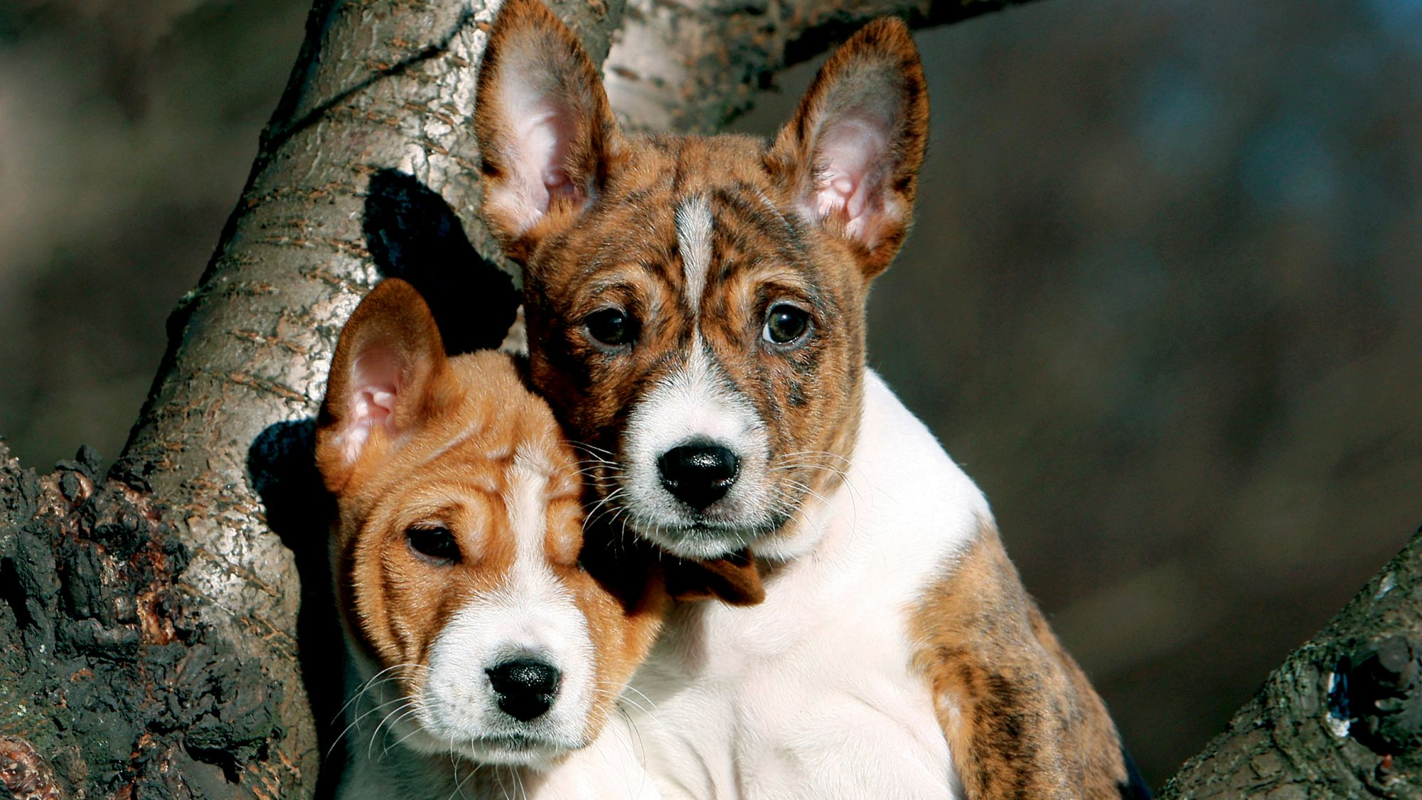Deux chiens basenjis, un adulte et un chiot, assis dans un arbre