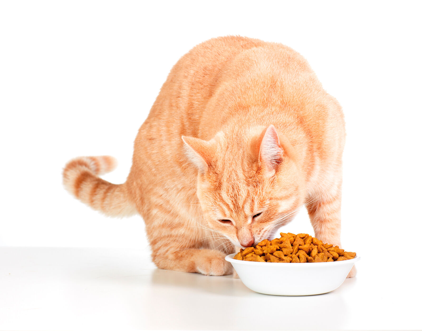 De nombreux propriétaires n’arrivent pas à limiter la quantité d’aliment que leur chat doit consommer