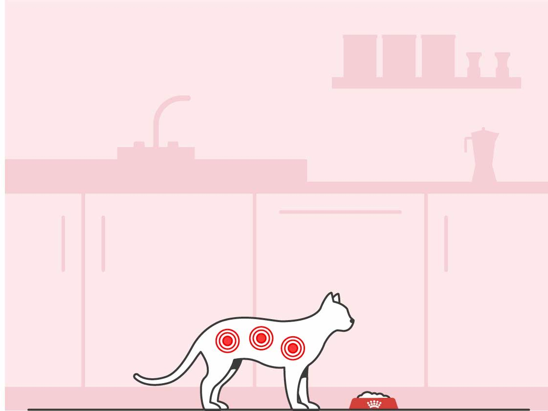 Illustration of cat in a kitchen with a highlighted stomach