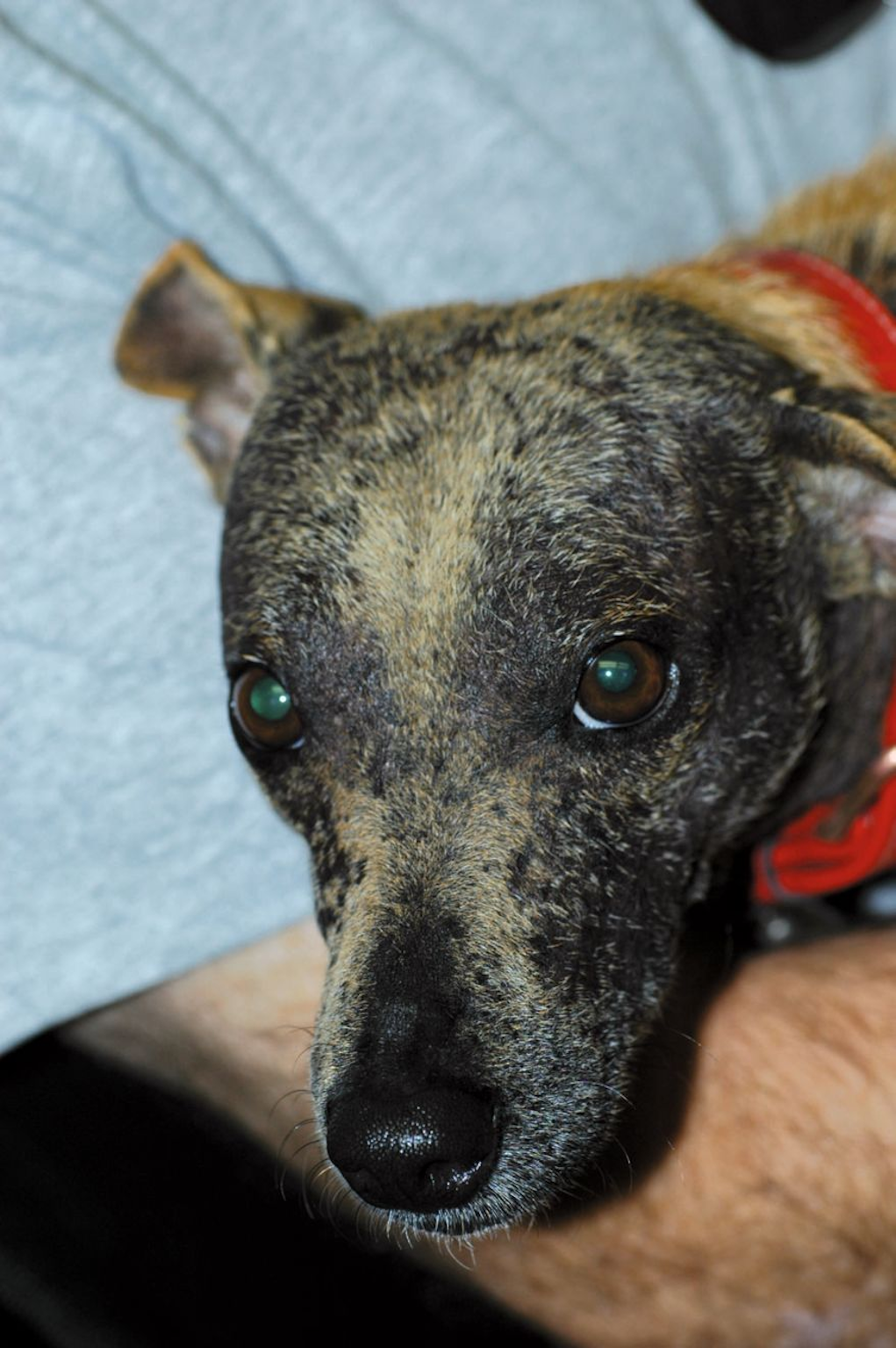 Generalisierte Demodikose nach Behandlung. Dieser Fundhund wurde erfolgreich gegen Demodikose behandelt und lebt heute ein glückliches, gesundes Leben