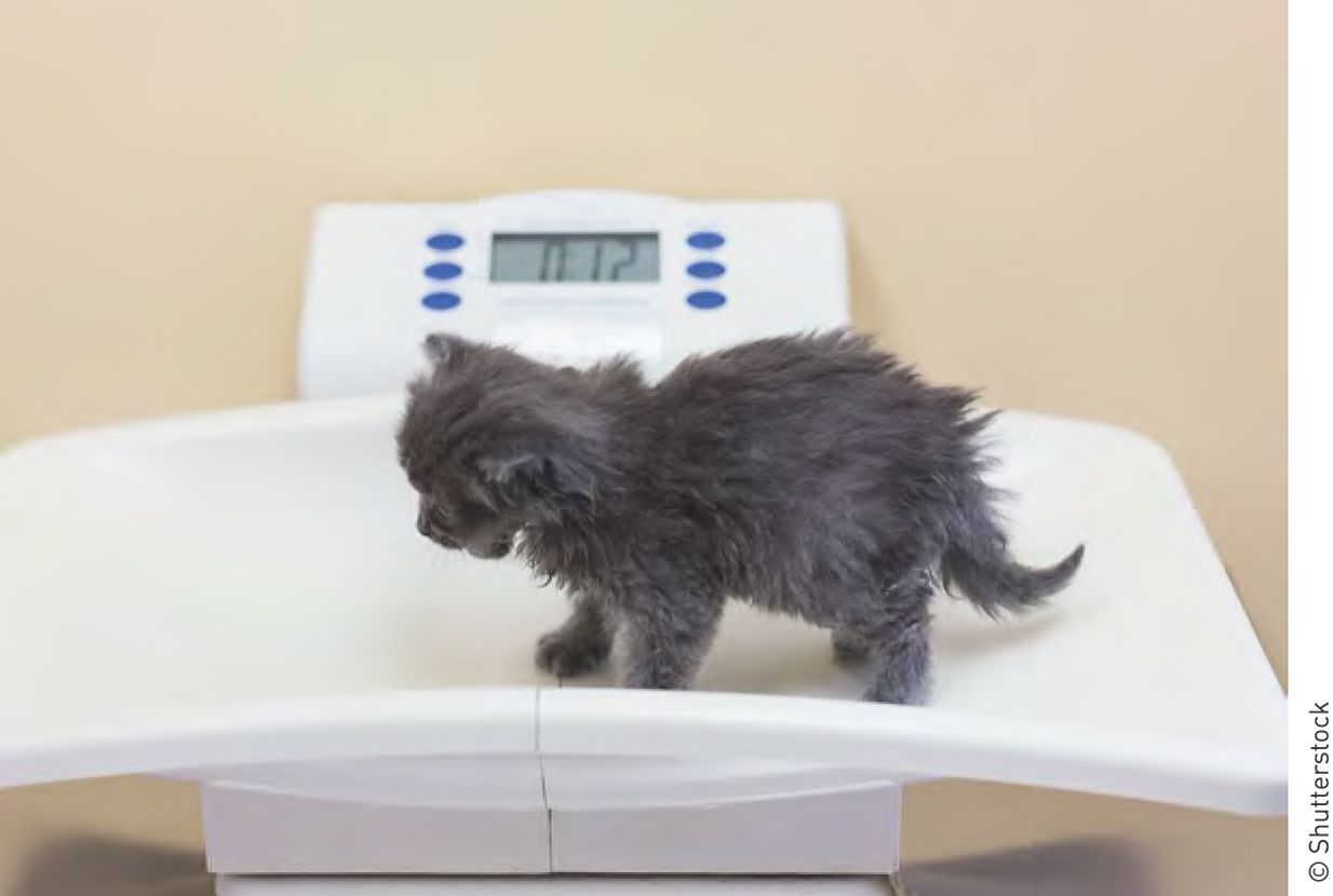 Os neonatos felinos devem ser pesados diariamente para garantir o ganho de peso, sendo necessária a tomada de medidas imediatas caso se constate a perda de peso do animal.