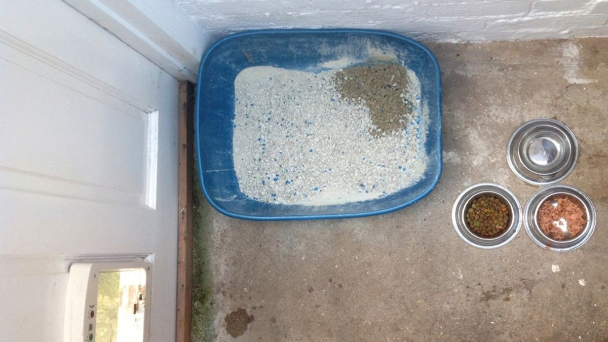  In many homes food bowls are placed uncomfortably close to latrine and water sites, or where there is a lot of noise and activity. This can deter cats from feeding, especially if other cats are nearby.