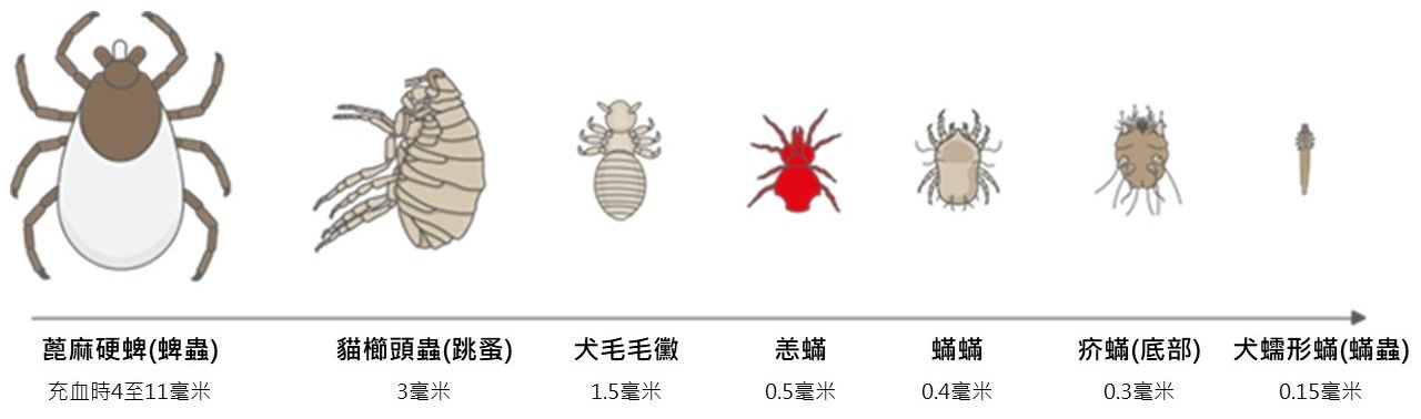 fleas found on canines