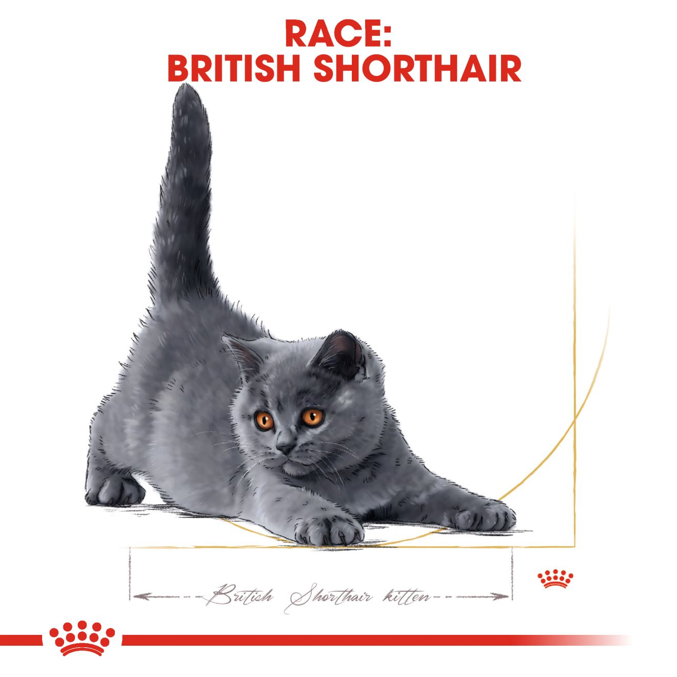 British Shorthair Kitten