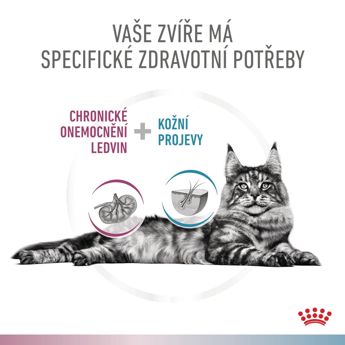 VHN Cat CA Renal-Hypoallergenic