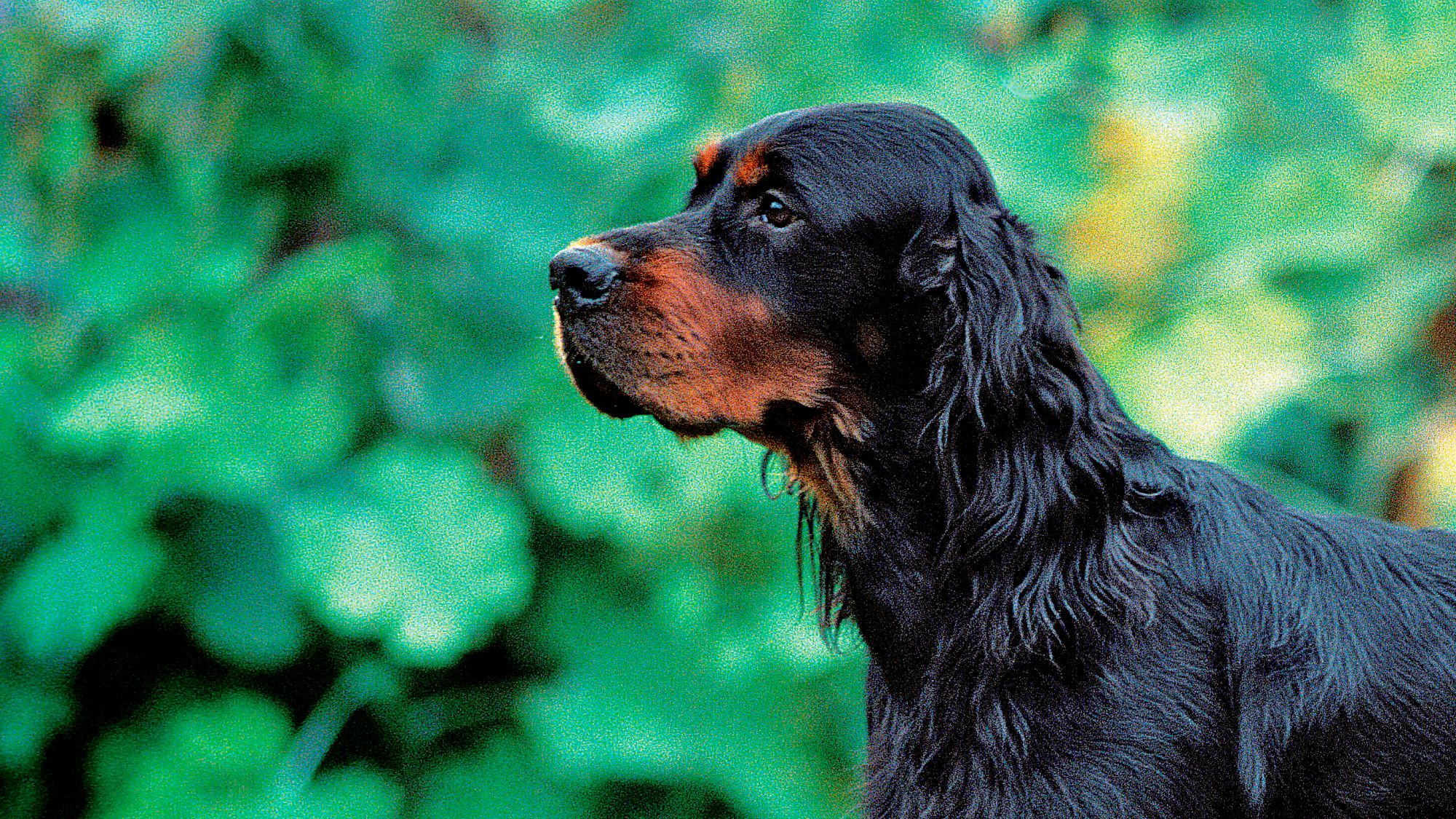 Close-up side view of a Gordon Setter
