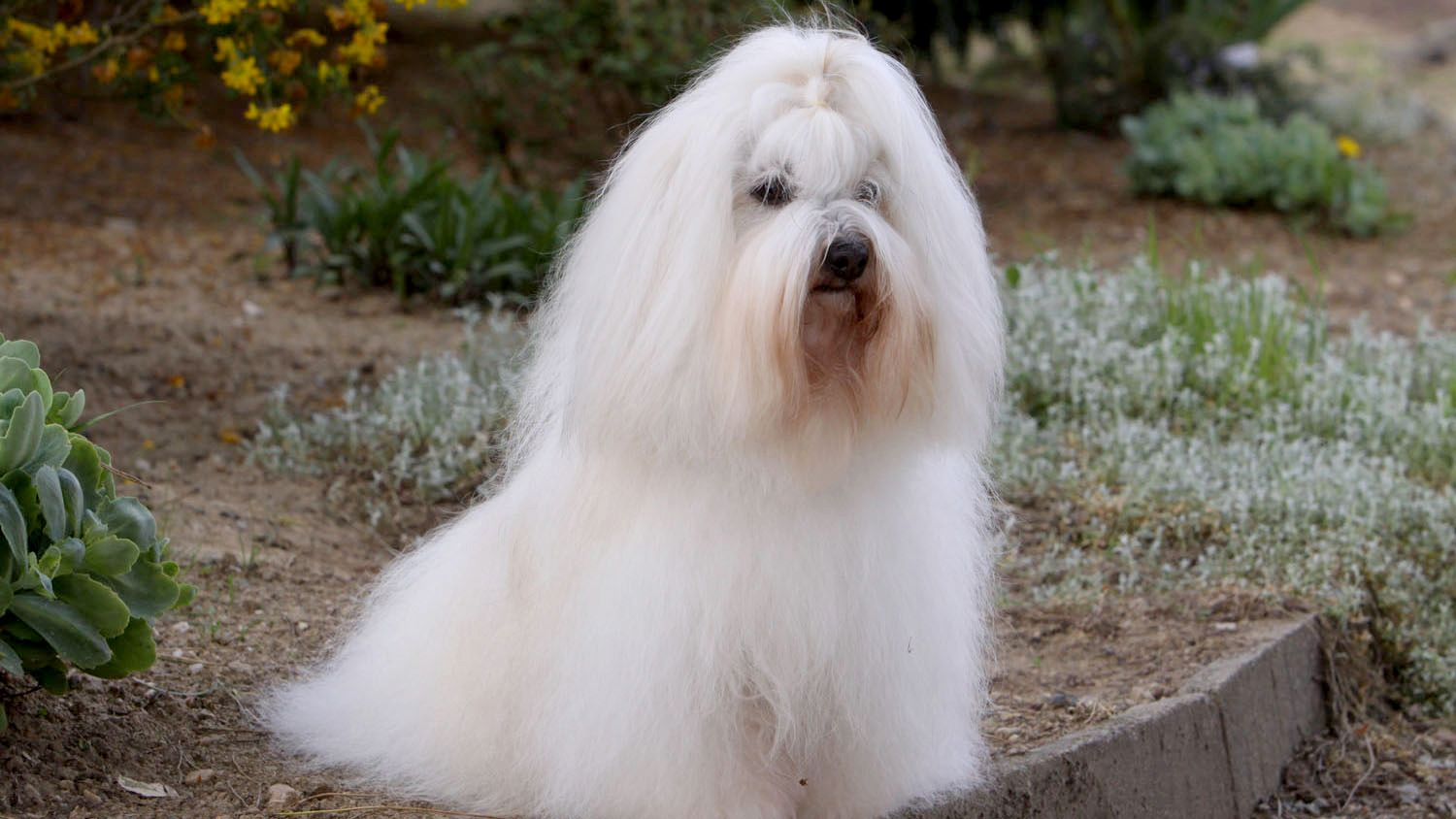 Coton de Tulear with a ponytail sat in a garden