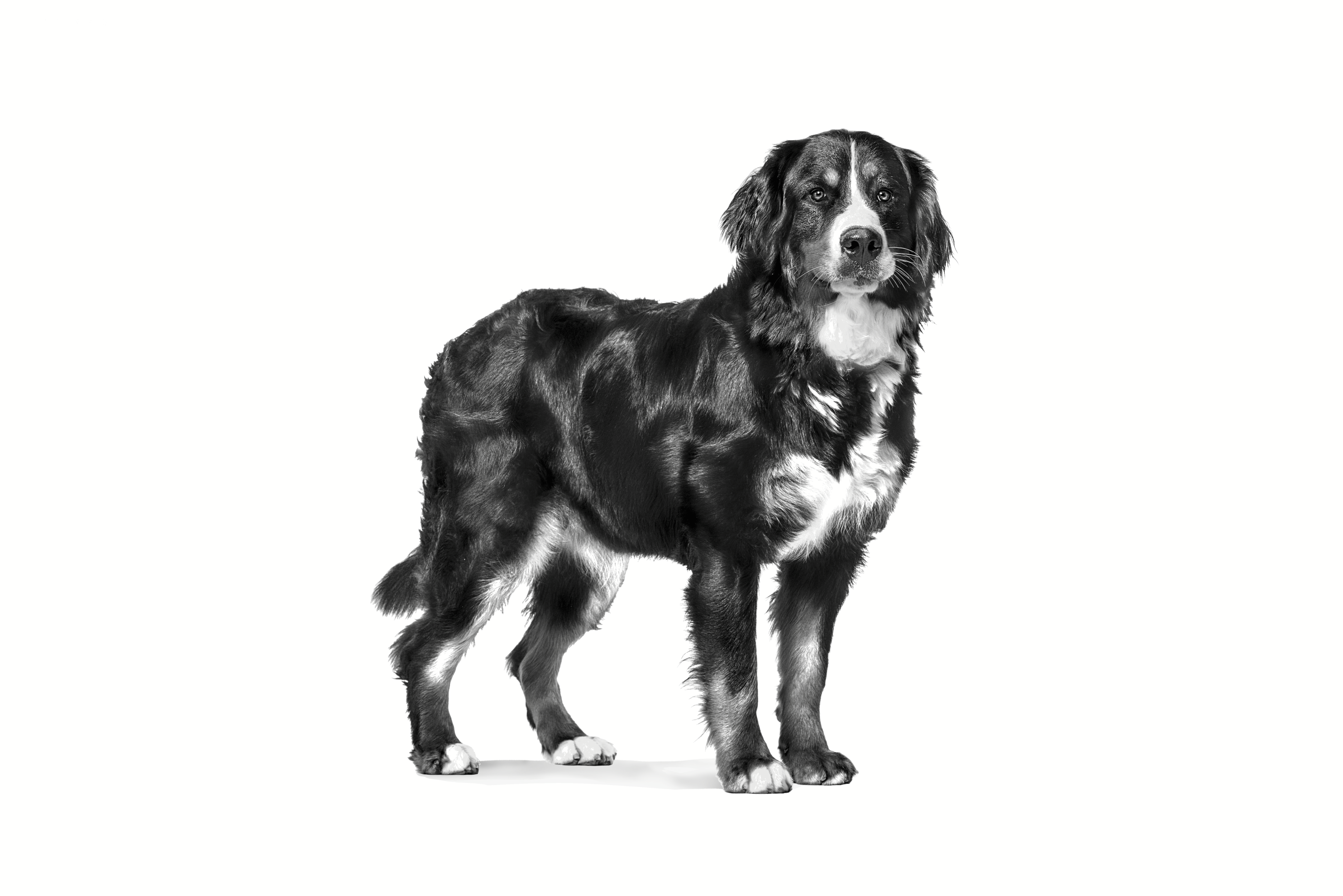 Royal Canin Dry Neutered Adult Large Dog