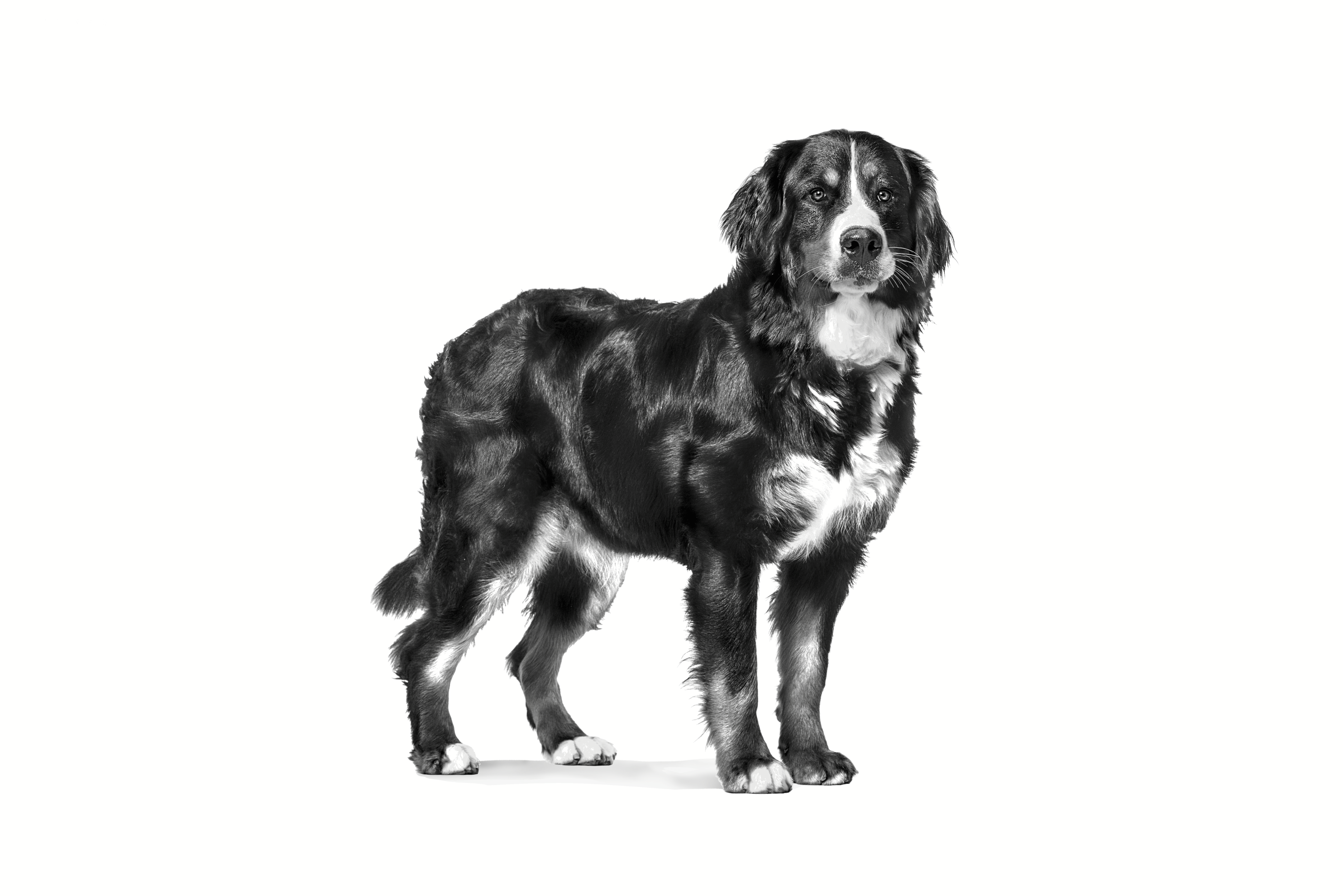 Royal canin best sale bernese mountain dog