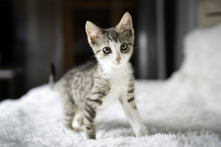 Gatito pequeño jugando en una cama blanca