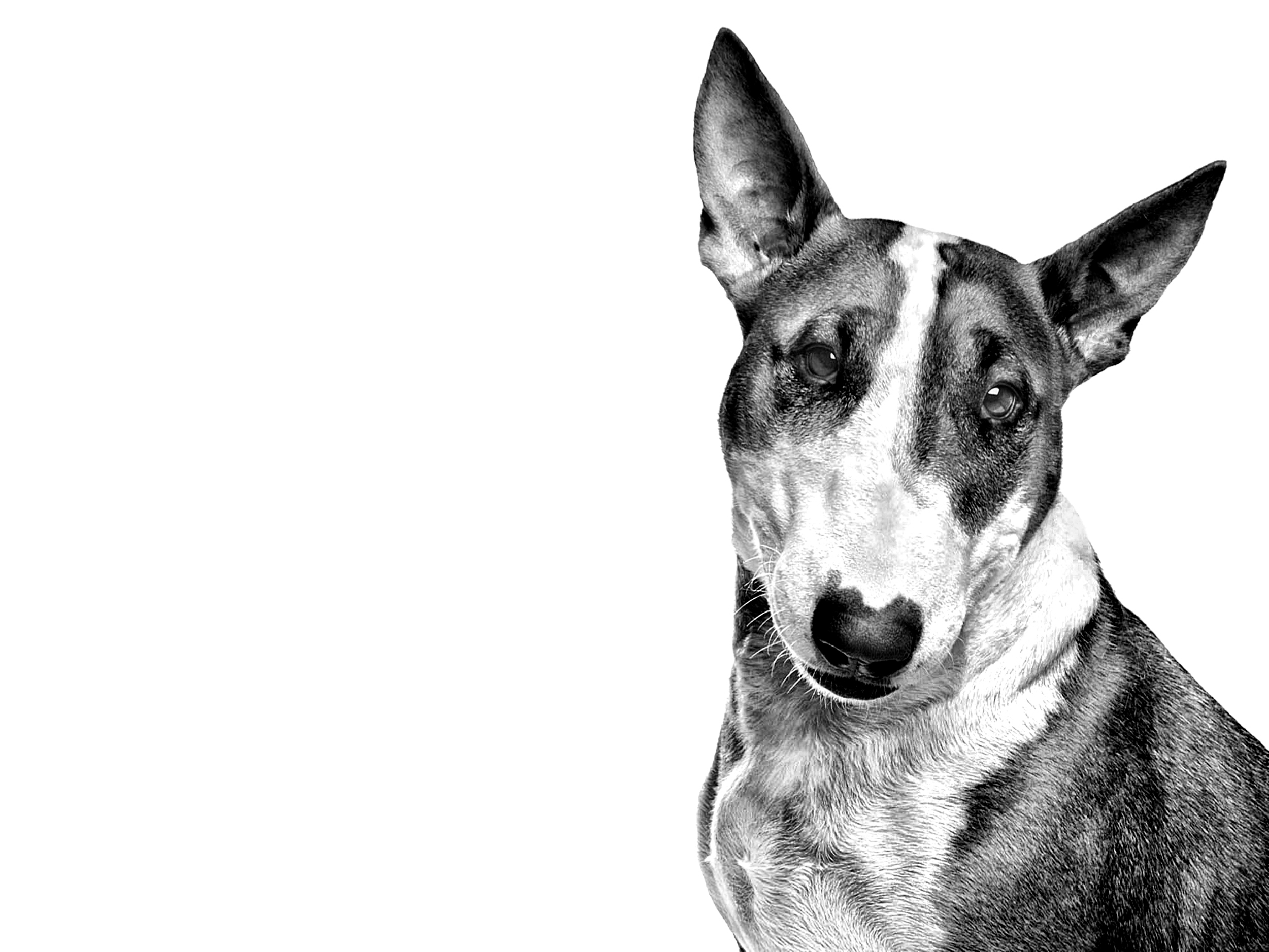 Bull Terrier adult in black and white