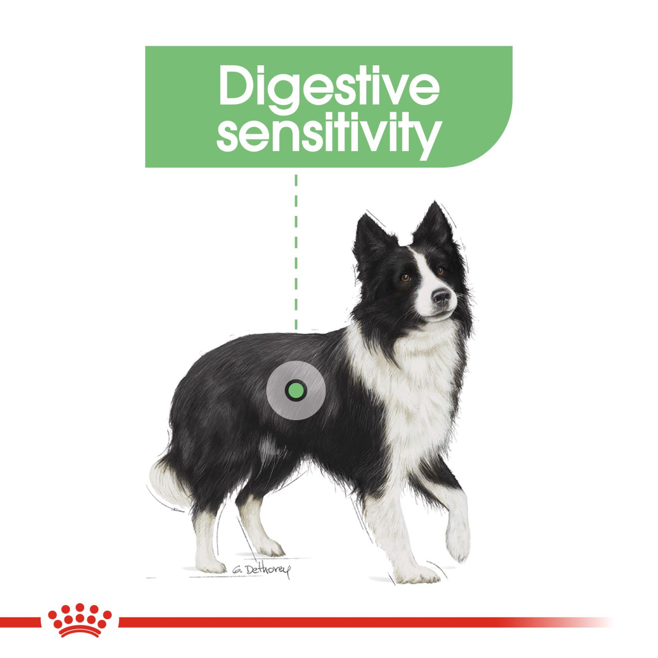 Royal canin medium store digestive