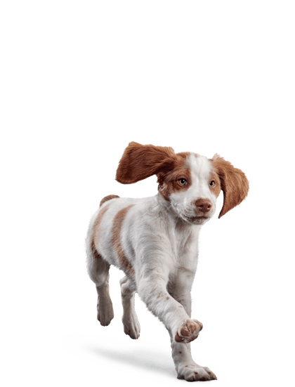Eukanuba - Puppy Medium Breed - Facing Illustration (2019 Restage)