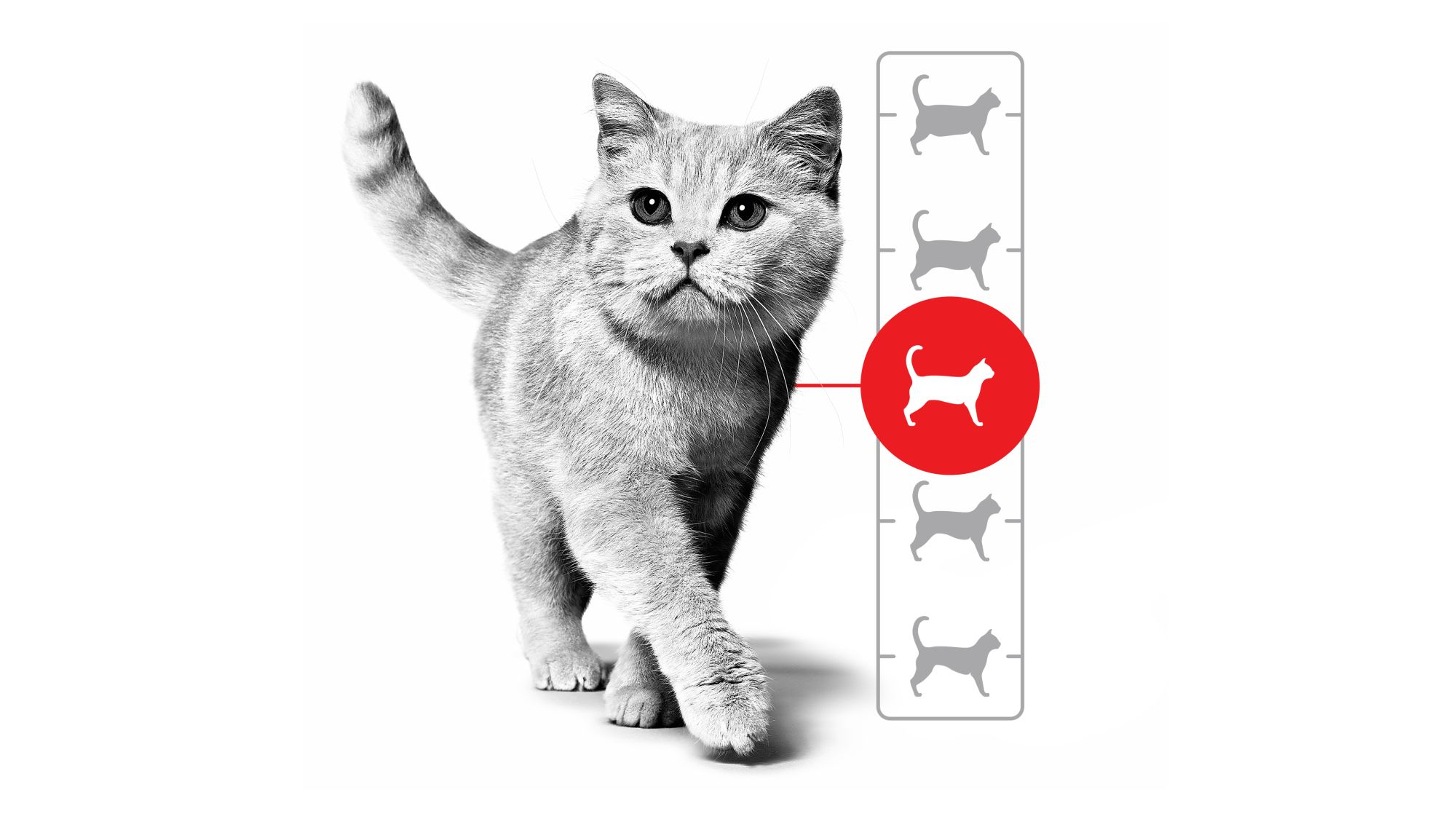 British shorthair adulte en noir et blanc avec illustration de score de condition corporelle