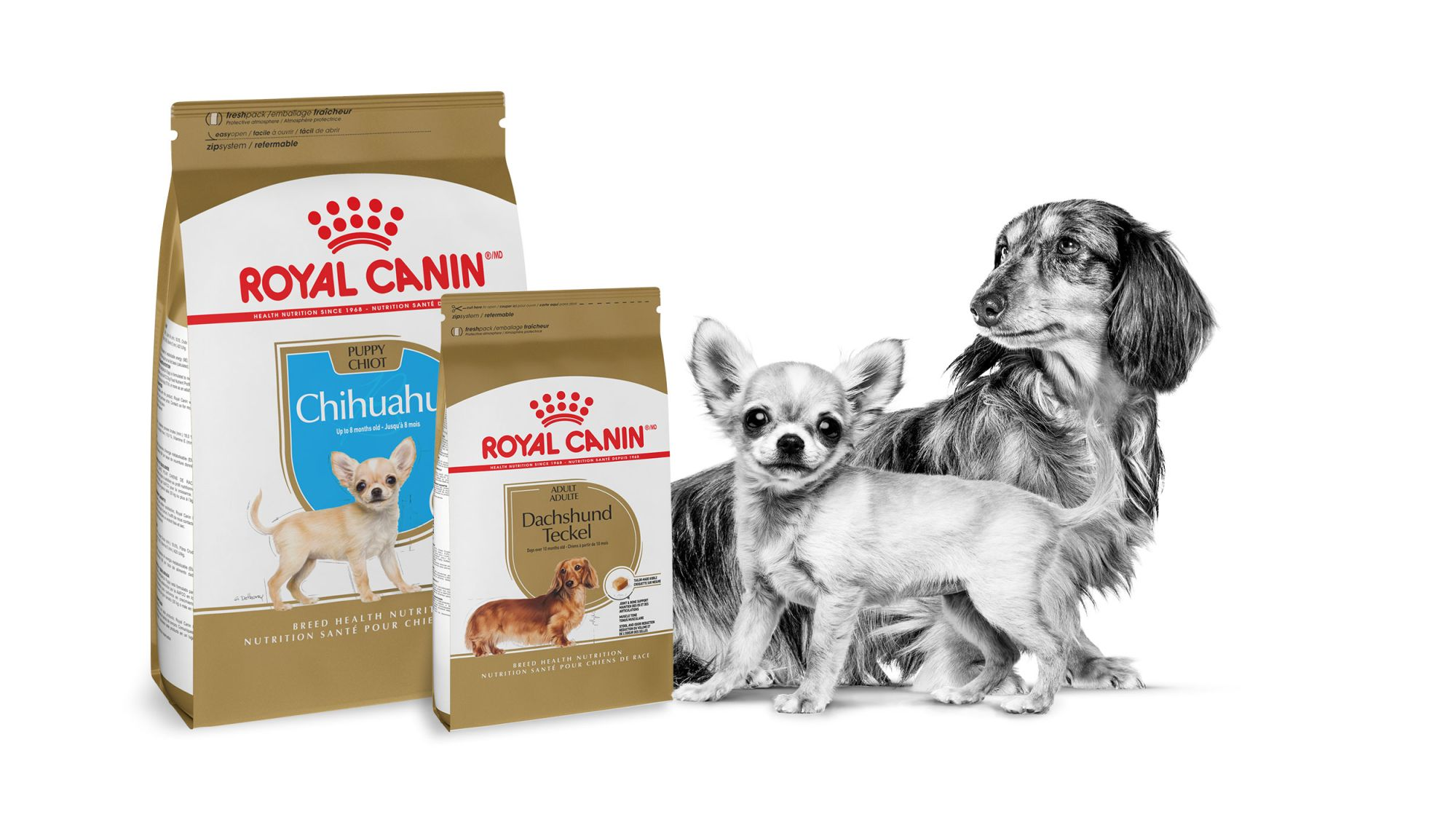 Dachshund adulto y Chihuahua cachorro en blanco y negro sobre fondo blanco. A lado del alimento Royal Canin específico para raza Dachshund adulto y Chichuahua cachorro.
