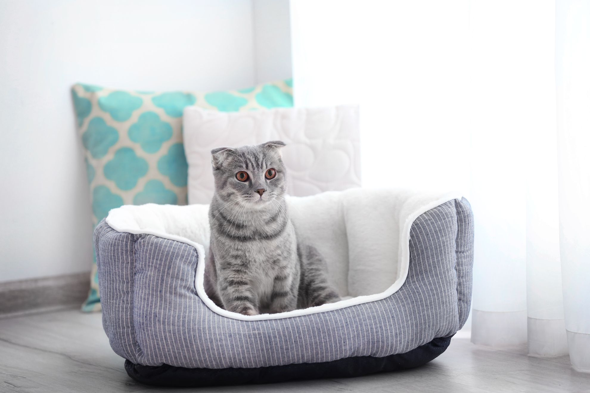 Как правильно помыть кота: главные правила и советы | Royal Canin UA