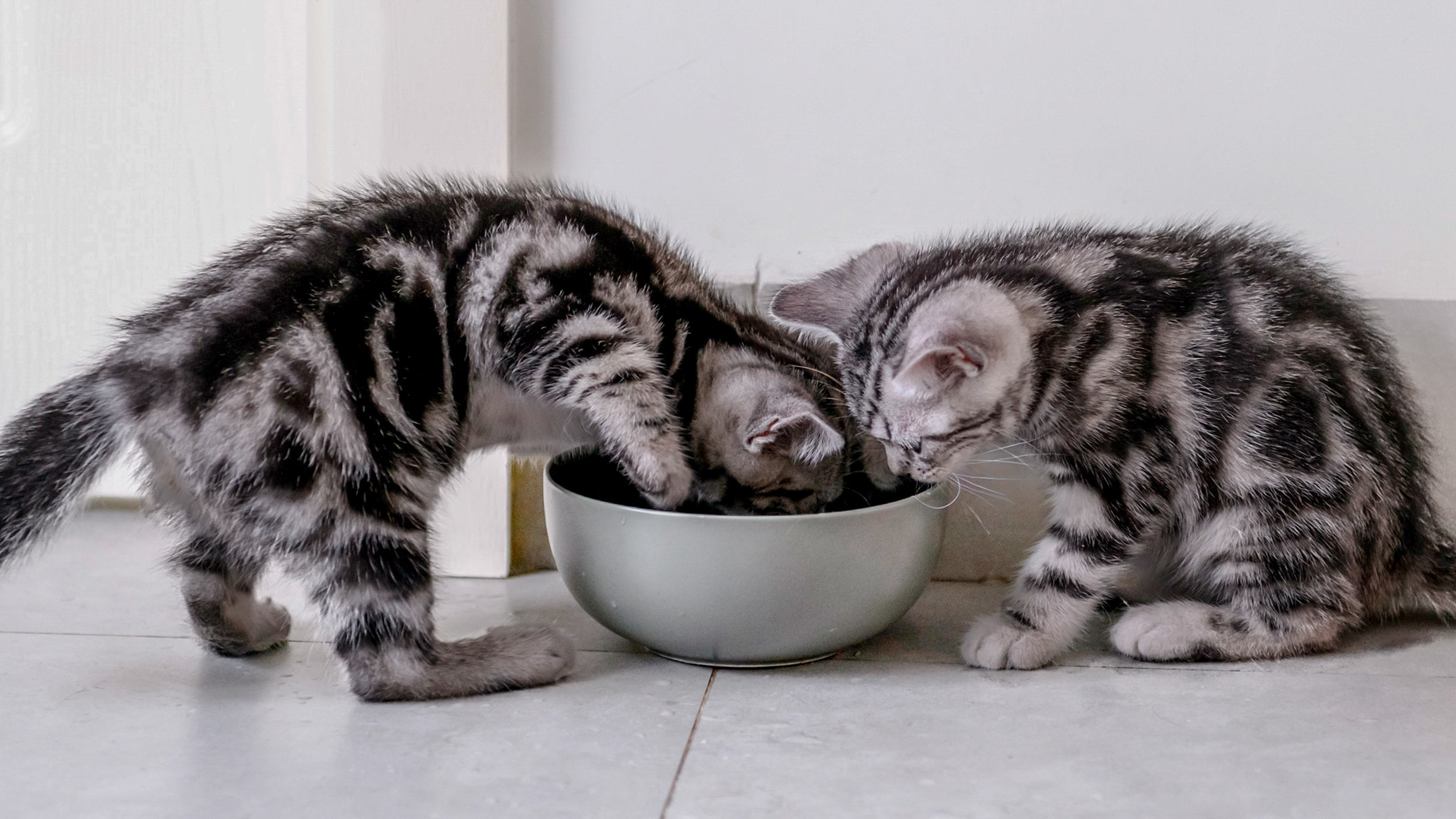 Kitten zit binnen bij een zilveren kom.