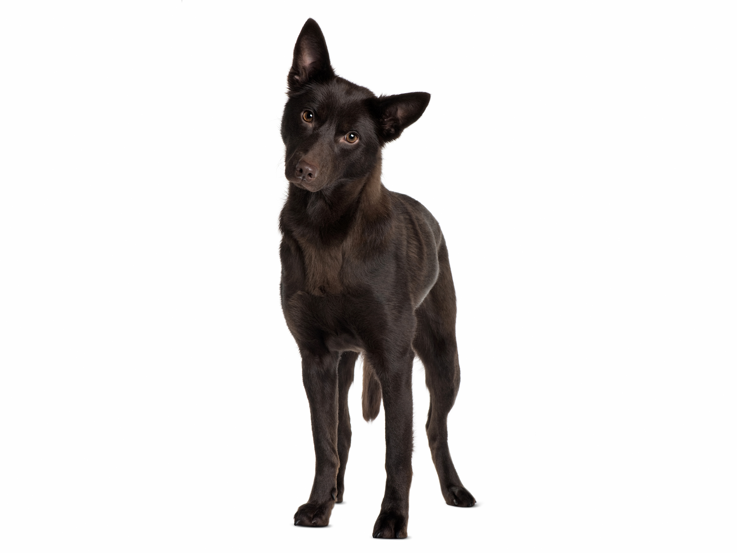 Australian kelpie black and white