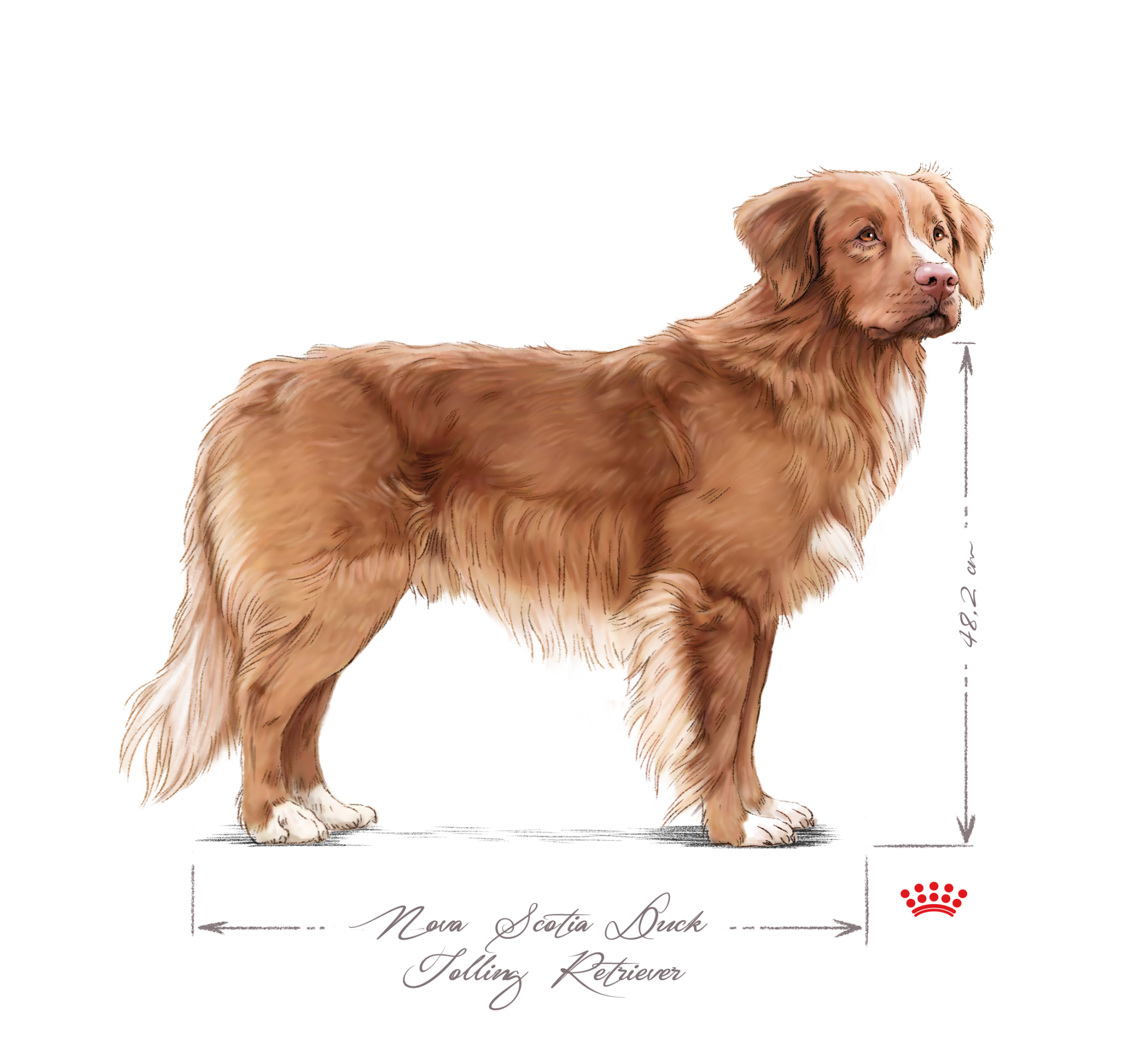 Nova Scotia Duck Tolling Retriever adult black and white