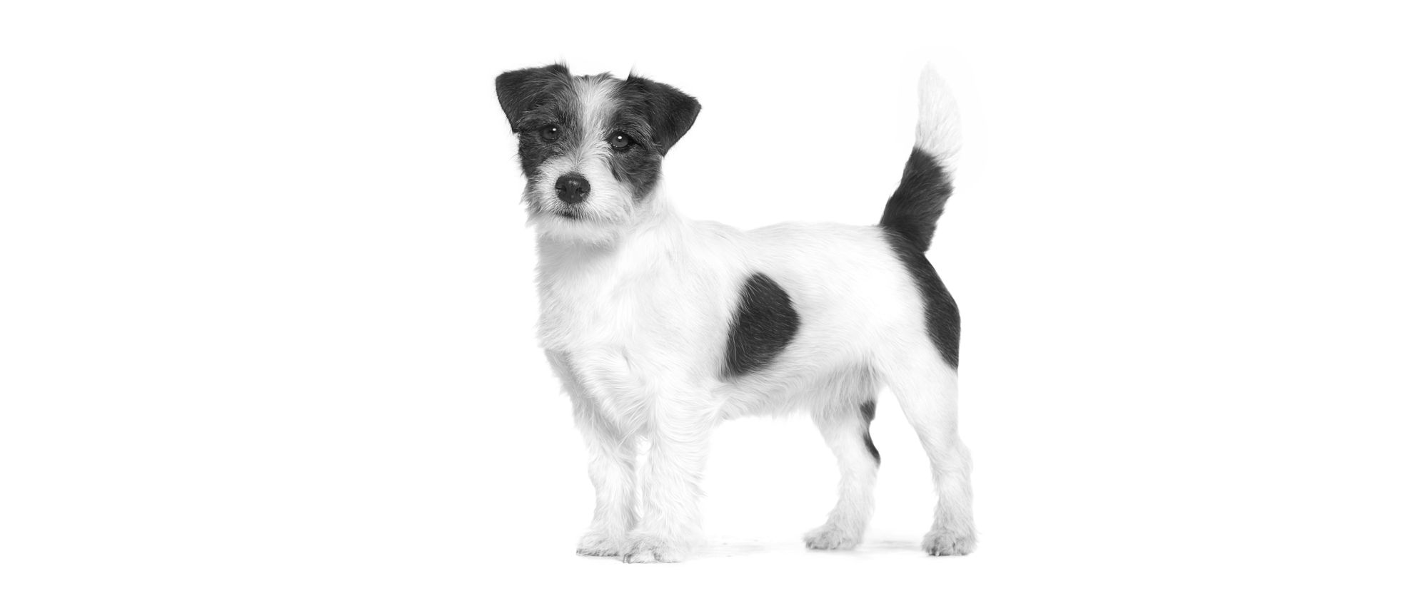 Jack Russell staat