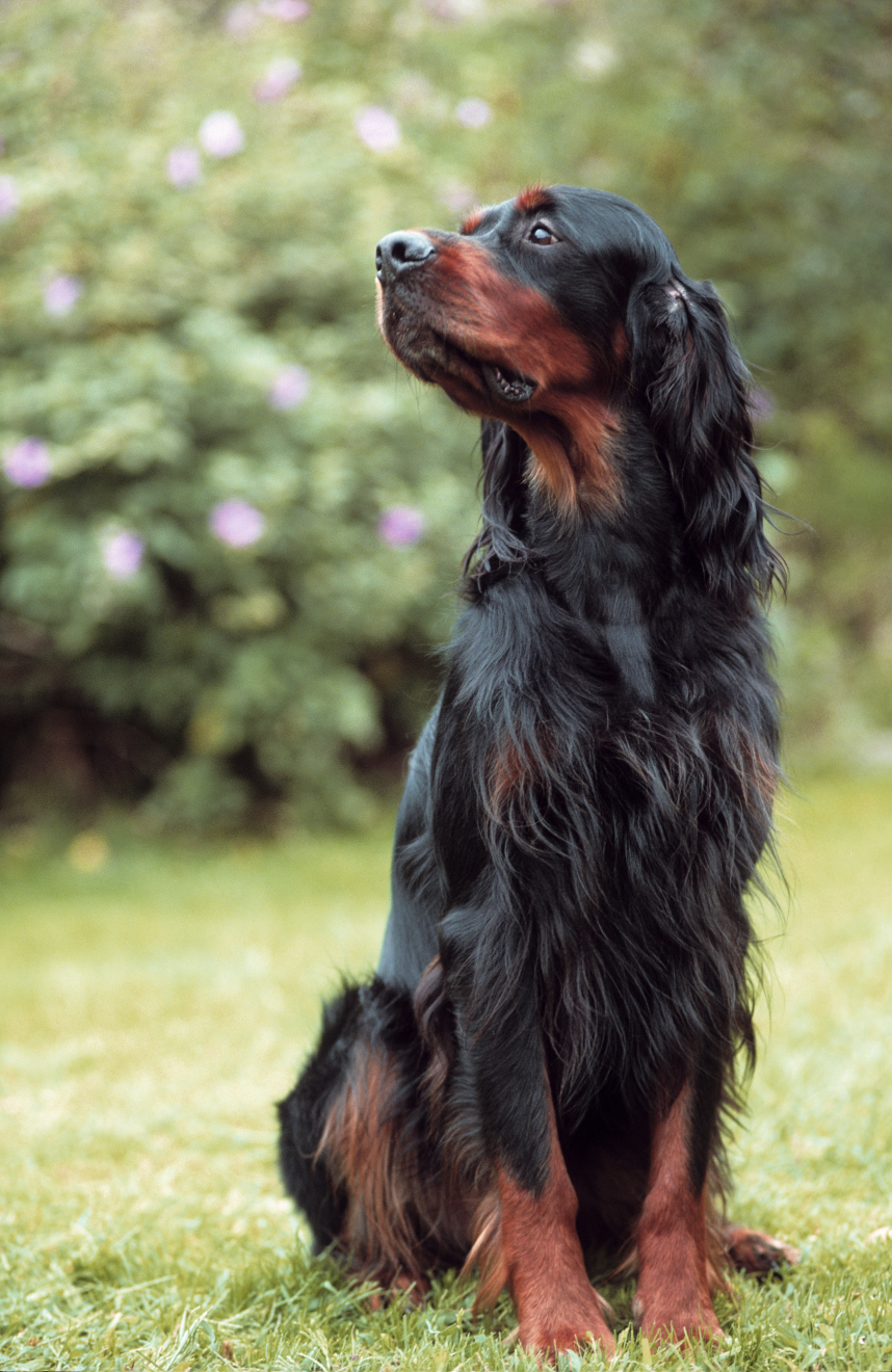 Gordon Setter sat up with paws together on grass