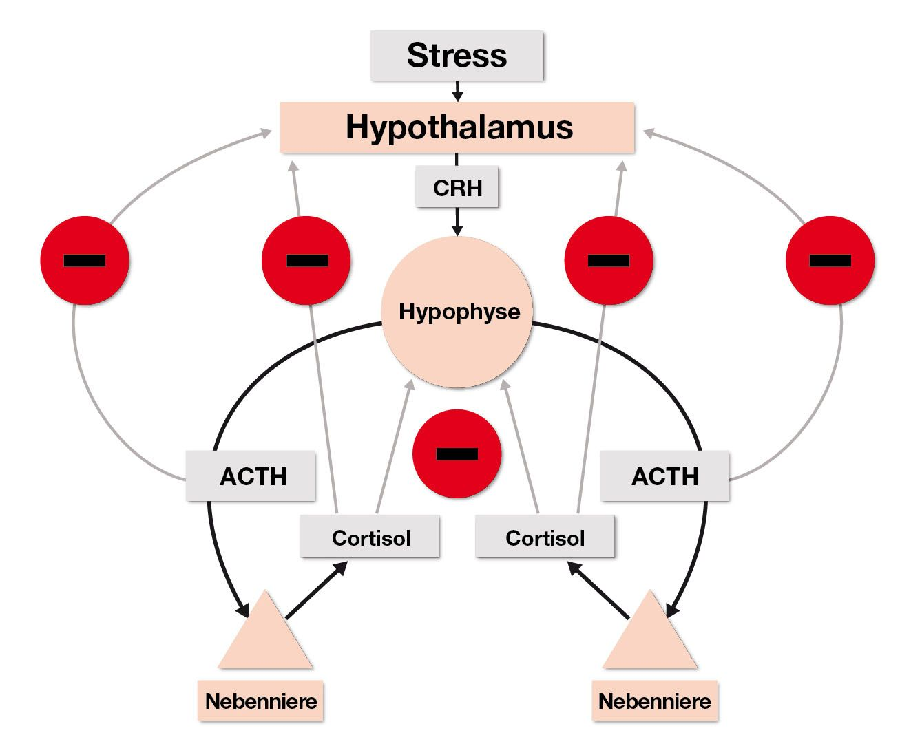 Die Hypothalamus-Hypophysen-Nebennieren-Achse (HHNA) stellt bei einem gesunden Tier die Serumcortisolhomöostase sicher. Stress veranlasst den Hypothalamus zur Sekretion von Corticotropin Releasing Hormon (CRH). 