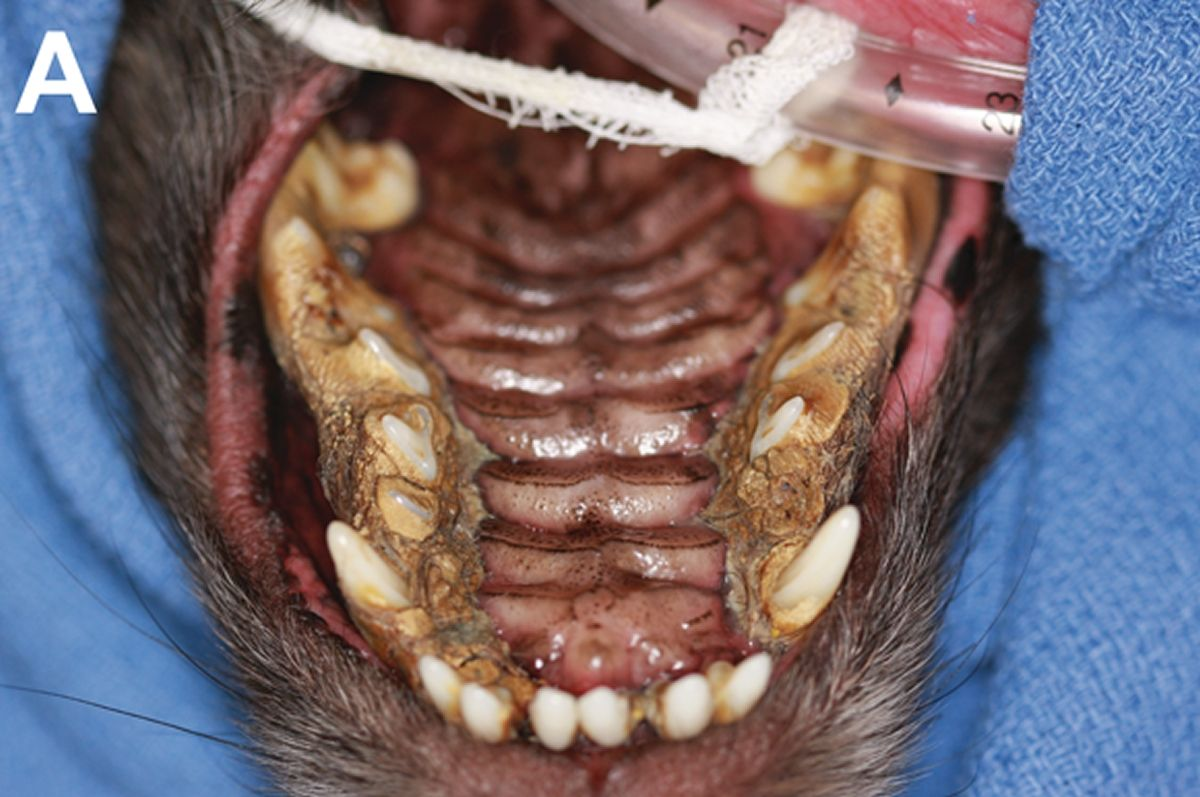 Chien croisé de petit format, anesthésié, en décubitus dorsal pour un traitement dentaire. Le tartre recouvre toutes les dents maxillaires, avec une gingivite marquée. 