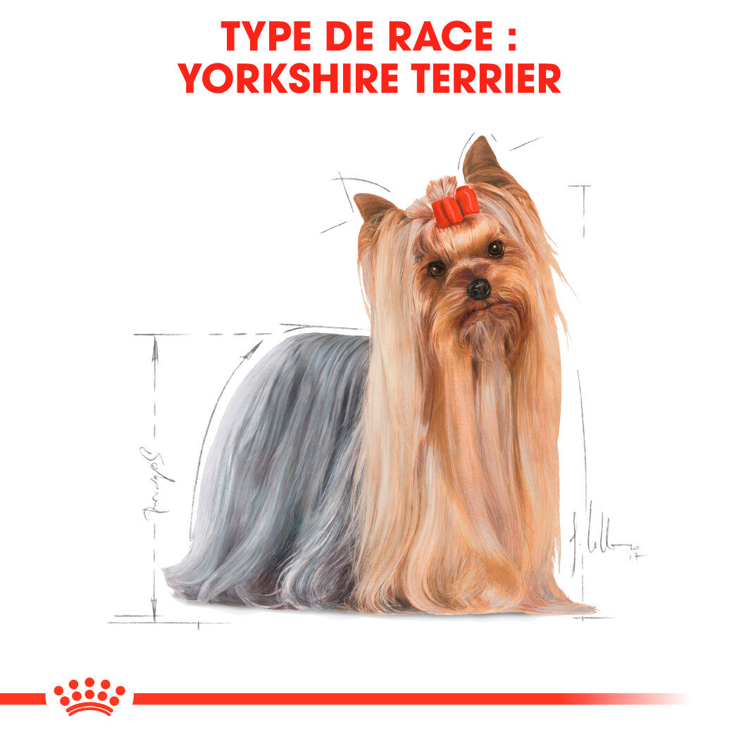 Yorkshire Terrier Adult