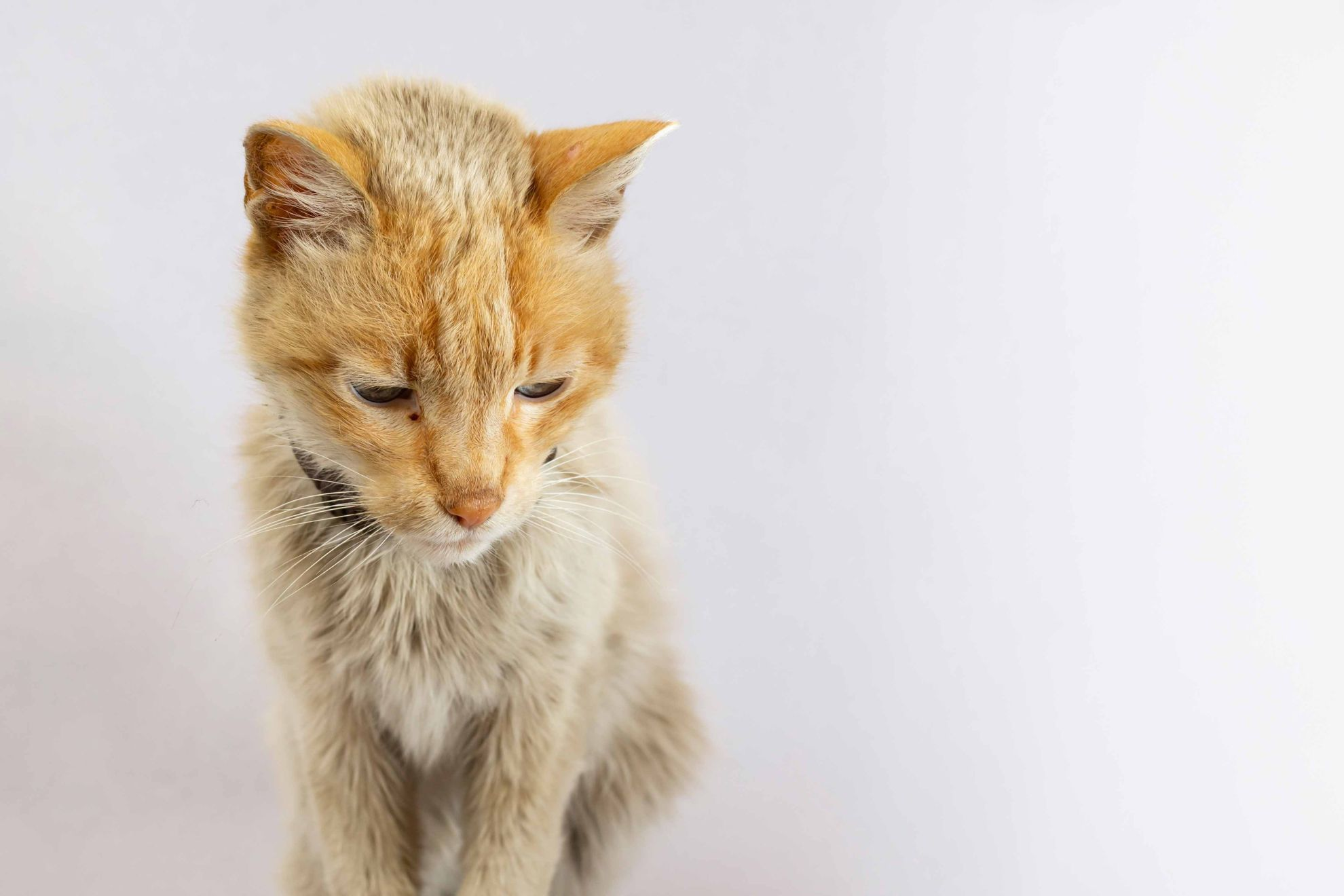Perte de poids inexpliquée chez le chat