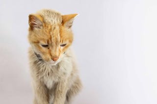 Perda de peso inexplicável no gato