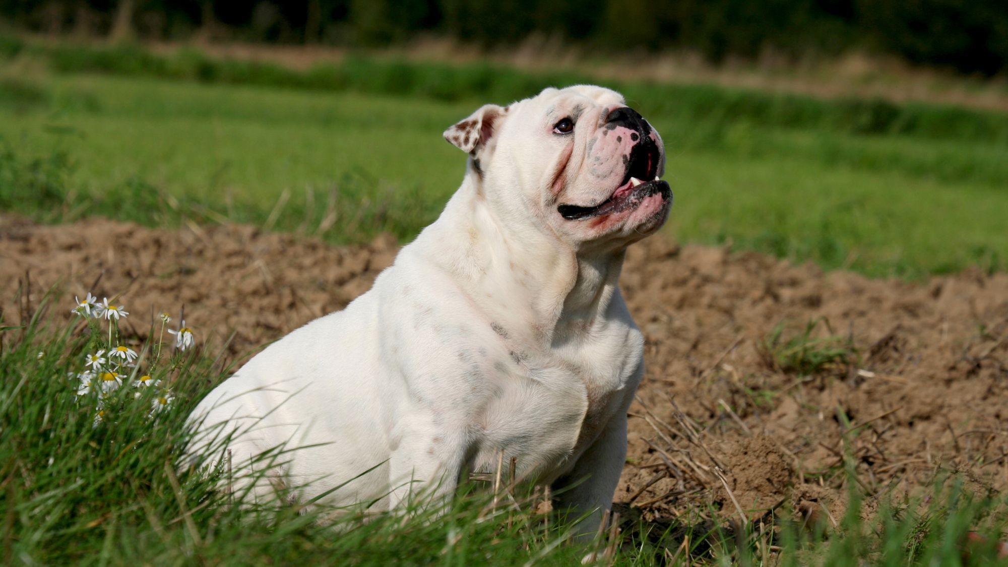 Engelsk bulldog som sitter i gresset og ser opp