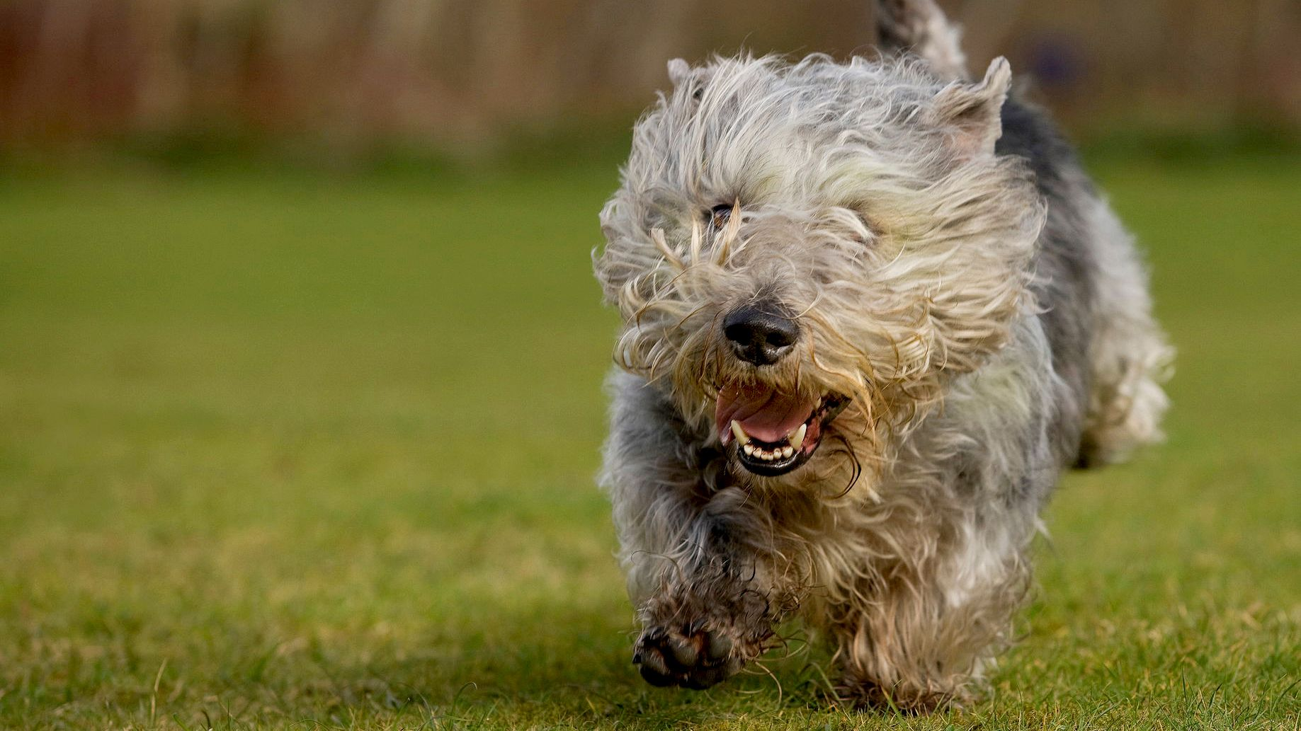 Glen Of Imaal Terrier speeding along through grass