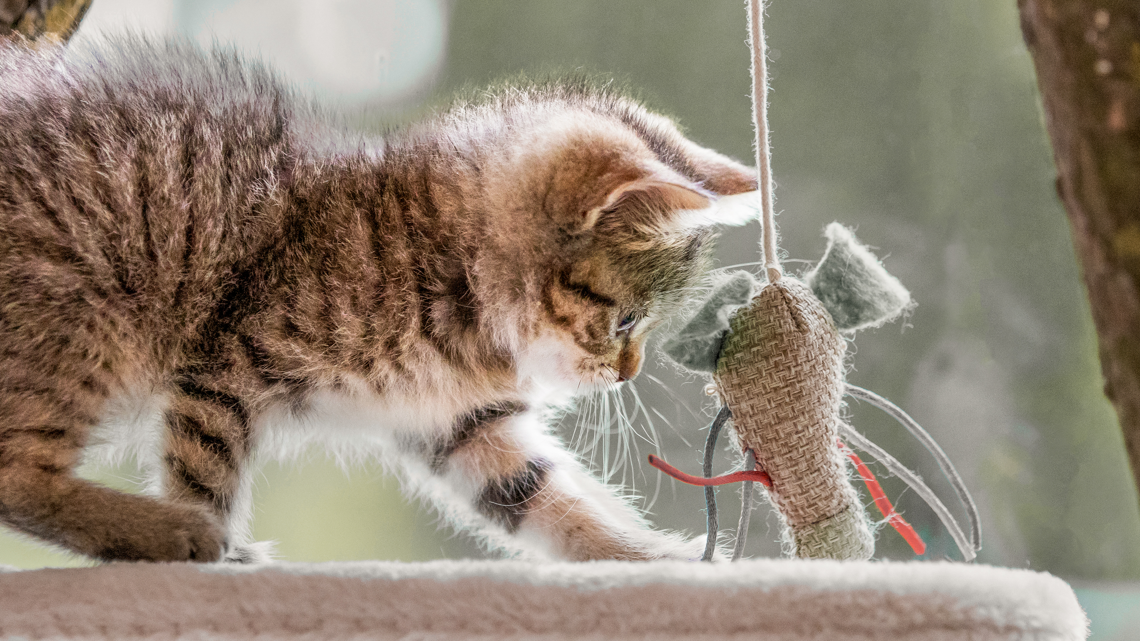 Grey tabby kitten standing on a cat tree by a window