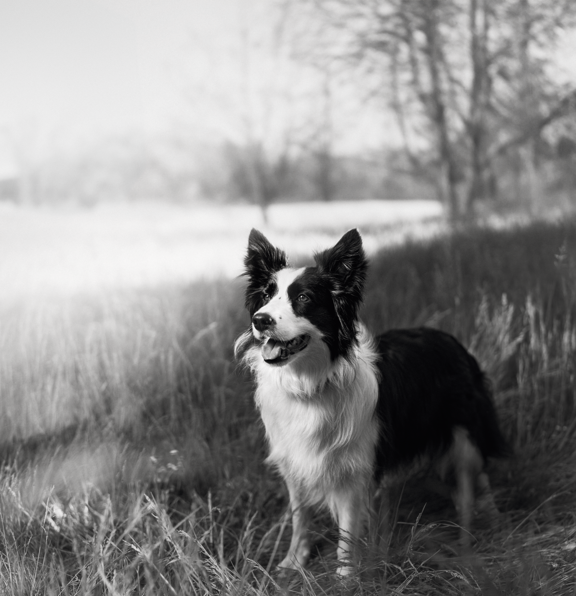 Royal canin border clearance collie