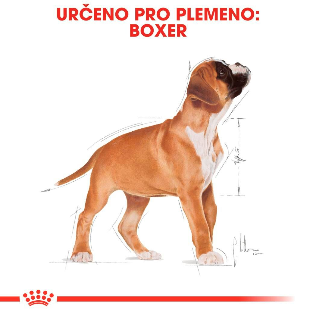 BOXER Puppy