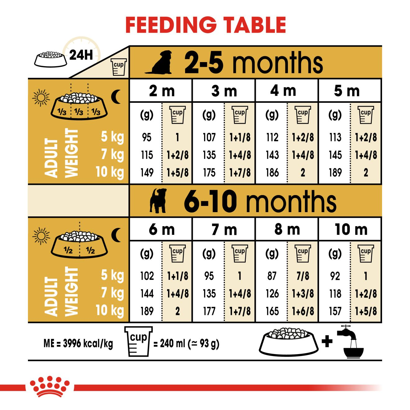 How much to feed 2025 a jack russell puppy