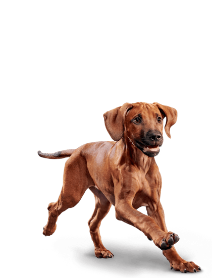 Eukanuba - Puppy Large Breed - Facing Illustration (2019 Restage)
