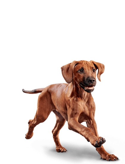 Eukanuba pup of the best sale year 2019