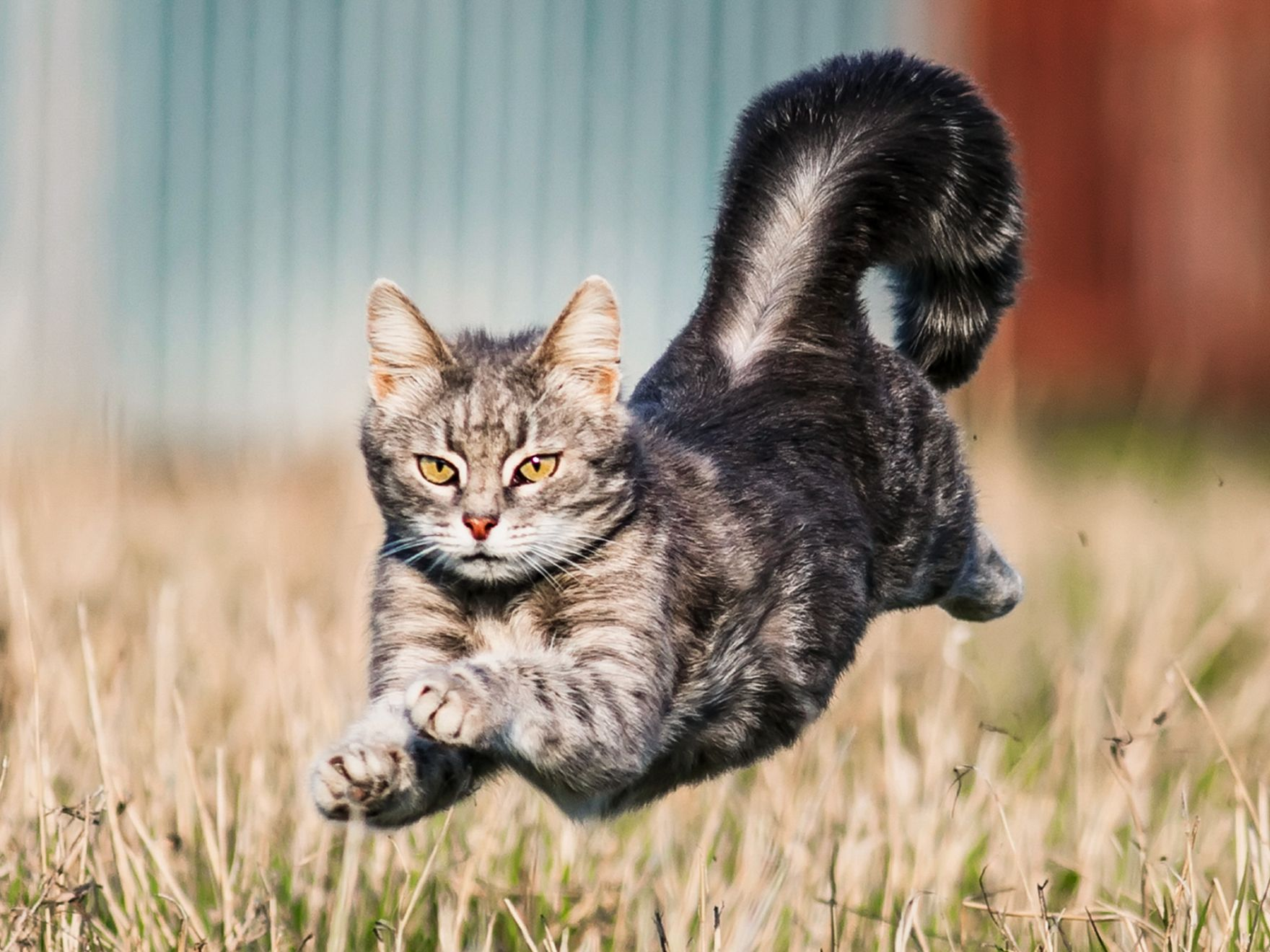 Grey cat running outdoors in a garden