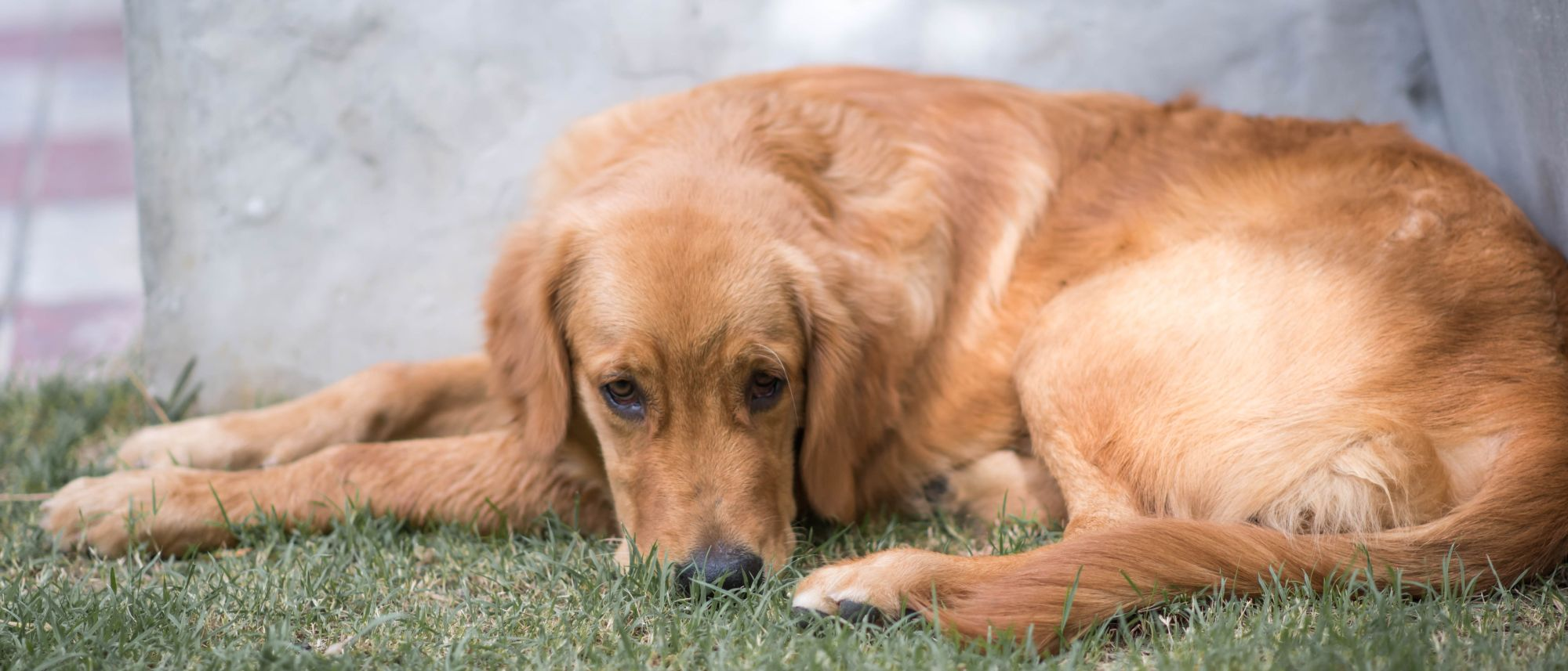 does dust affect dogs