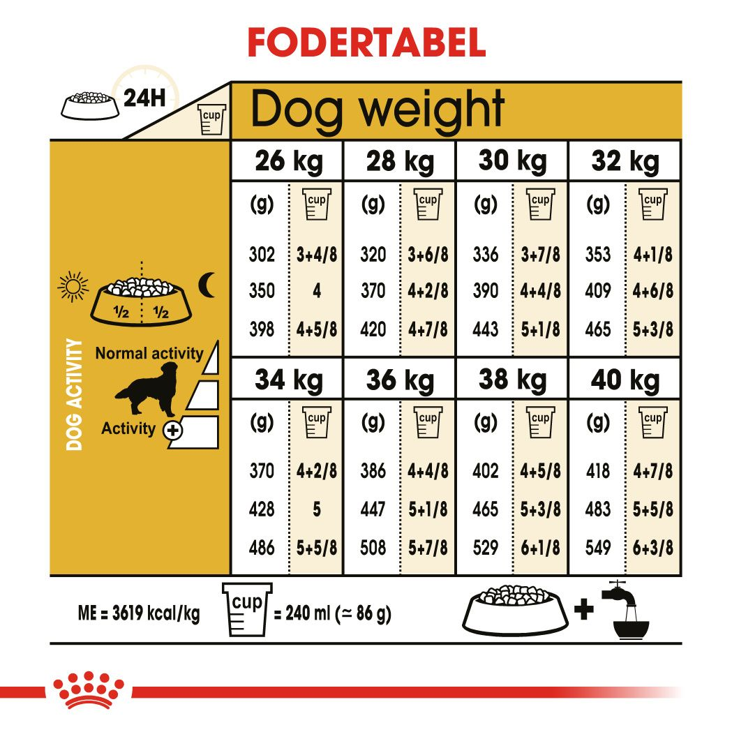 Golden Retriever Adult