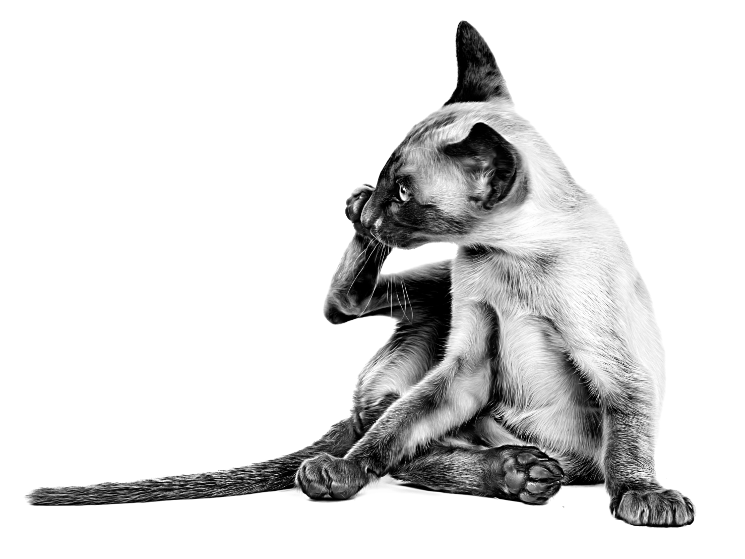 siamese kitten brand breed emblematic