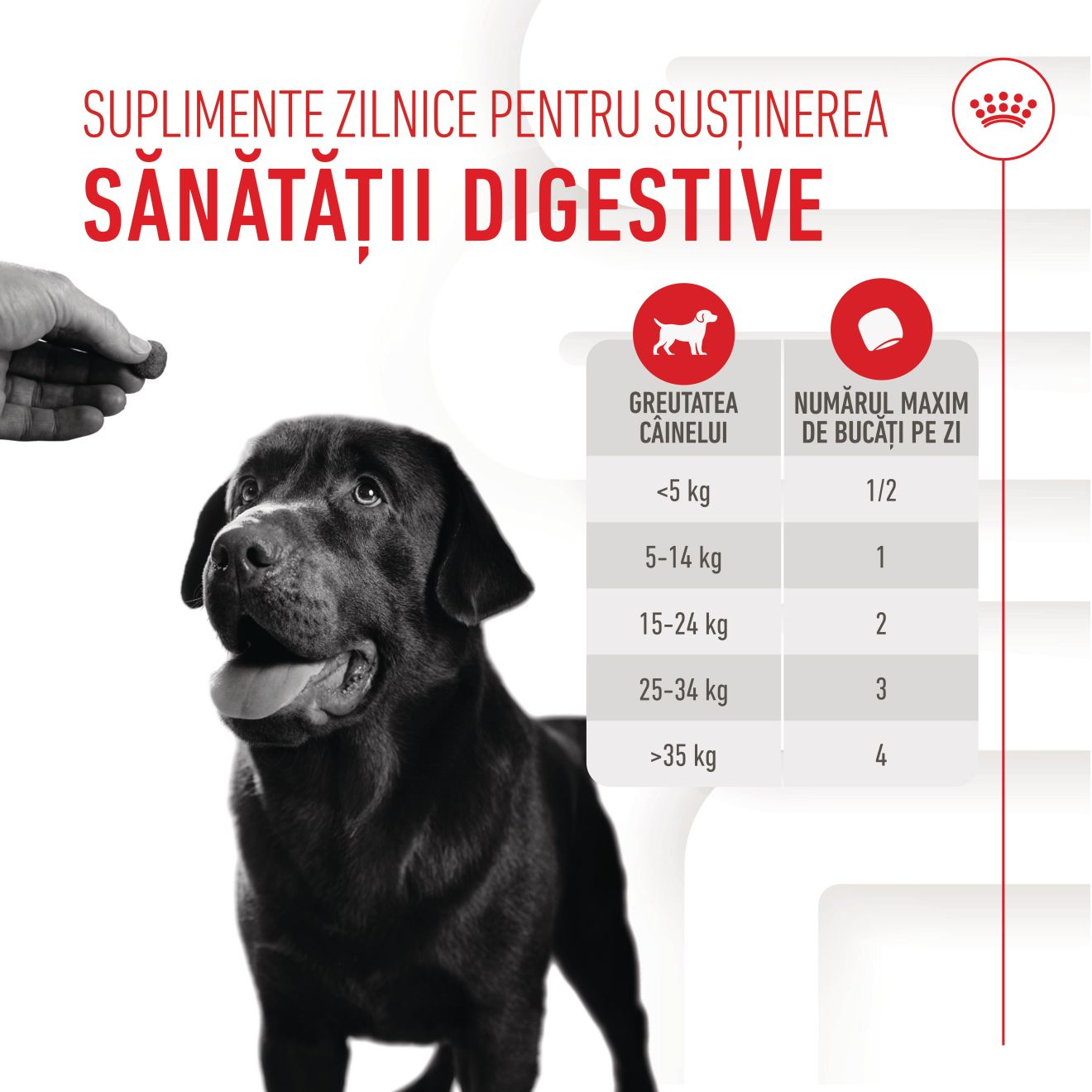 DIGESTION CHEWS