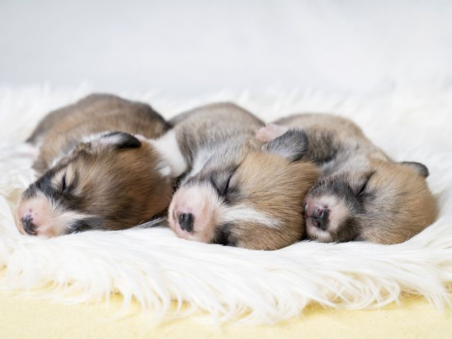 Tiga anak anjing kecil welsh pembroke corgi tidur dengan posisi miring