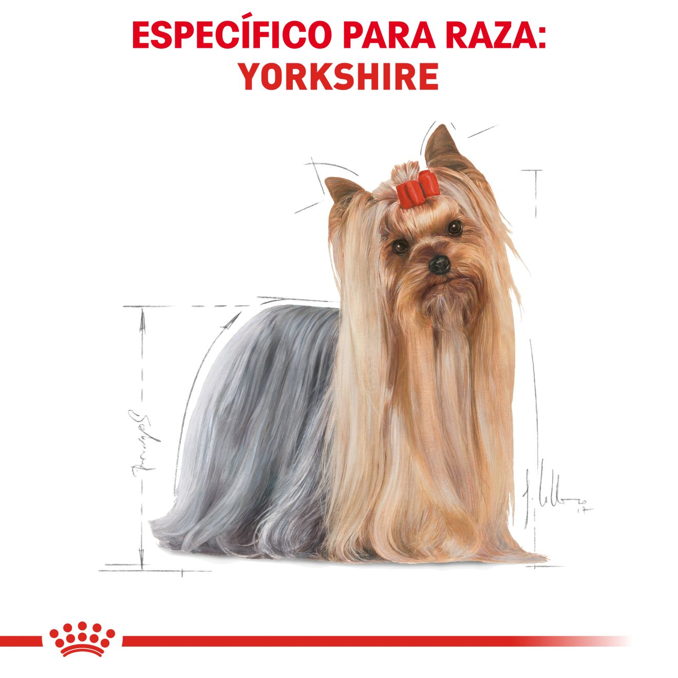 Yorkshire Terrier Adulto