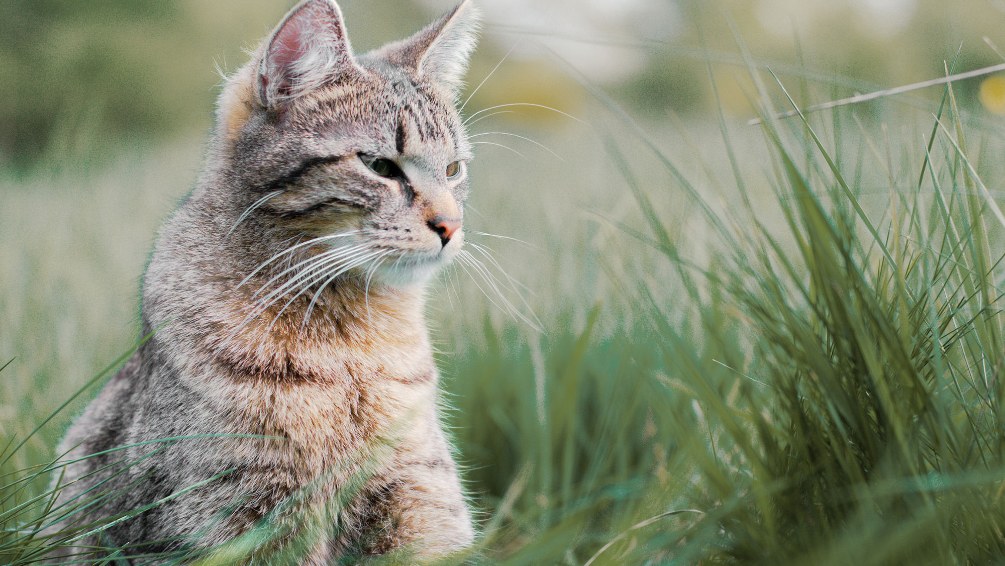 Adult cat sitting down outside in long grass.