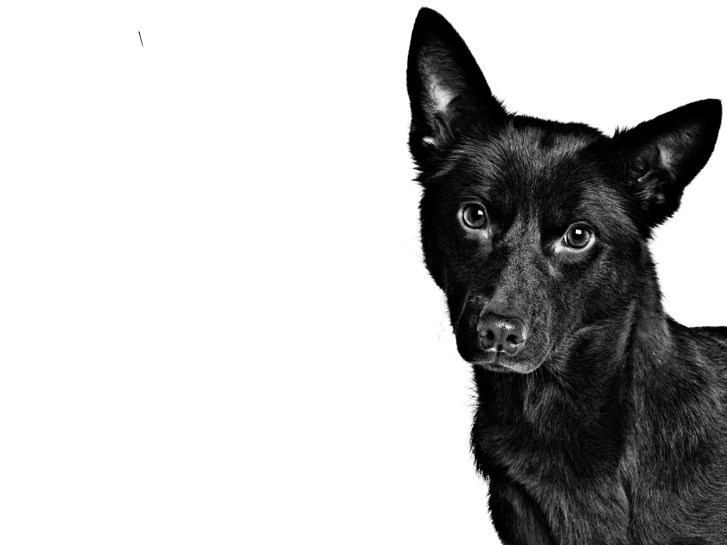 Australian kelpie black and white