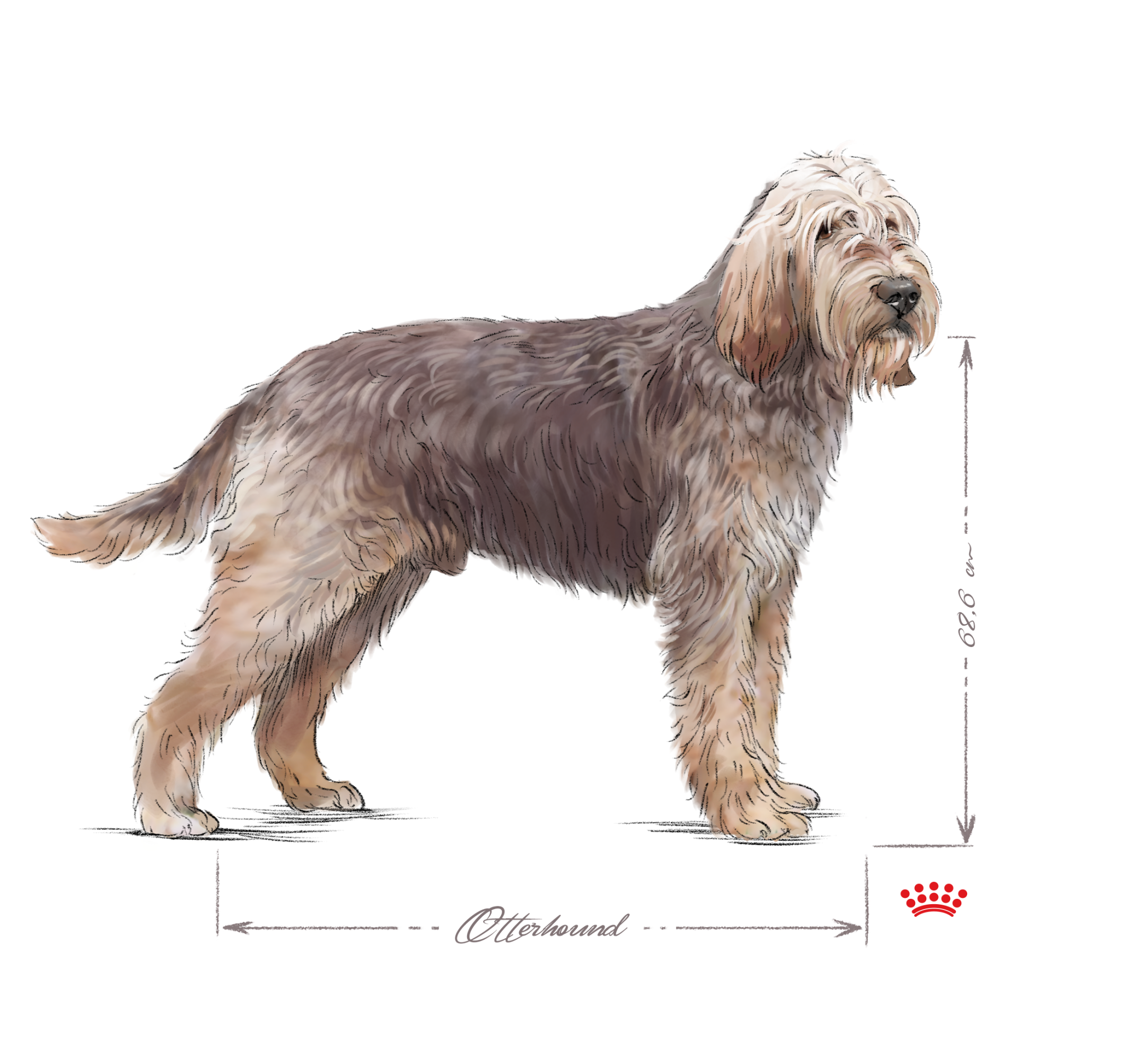 Otterhound adult black and white