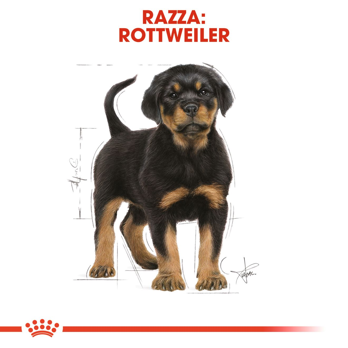 Rottweiler Puppy